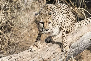 Images Dated 14th August 2012: Cheetah -Acinonyx jubatus-, Khomas, Namibia
