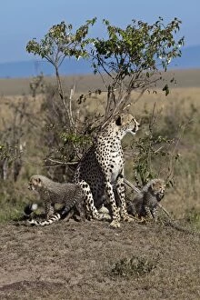 Images Dated 20th October 2011: Cheetah -Acinonyx jubatus- with kittens, Masai Mara National Park, Kenya, East Africa, Africa