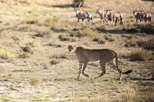 Images Dated 30th January 2017: The cheetah (Acinonyx jubatus) is a large felid of the subfamily Felinae that occurs mainly in eastern