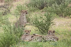 Images Dated 2nd February 2017: The cheetah (Acinonyx jubatus) is a large felid of the subfamily Felinae that occurs mainly in