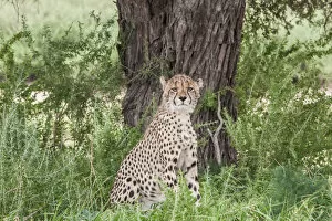 Images Dated 2nd February 2017: The cheetah (Acinonyx jubatus) is a large felid of the subfamily Felinae that occurs mainly in