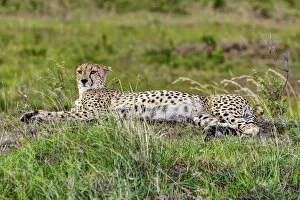 Images Dated 16th October 2011: Cheetah -Acinonyx jubatus-, Maasai Mara National Reserve, Kenya, East Africa, Africa, PublicGround