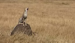 Images Dated 15th August 2009: Cheetah (Acinonyx jubatus), Masai Mara, Kenya