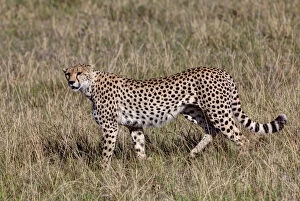 Images Dated 17th October 2011: Cheetah -Acinonyx jubatus-, Masai Mara National Reserve, Kenya, East Africa, Africa, PublicGround