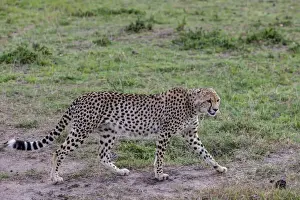 Cheetah Prints: Cheetah -Acinonyx jubatus-, Masai Mara National Reserve, Kenya, East Africa, PublicGround