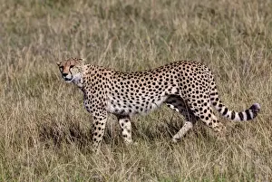 Cheetah -Acinonyx jubatus-, Masai Mara National Reserve, Kenya, East Africa, Africa, PublicGround
