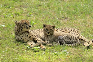 Cheetah -Acinonyx jubatus-, mother with cub, native to Africa, social behavior, captive, Nuremberg, Middle Franconia