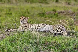 Cheetah Prints: Cheetah -Acinonyx jubatus-, Msai Mara National Reserve