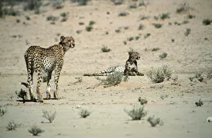 Images Dated 12th December 2018: Cheetah (Acinonyx jubatus) Pair in the Desert Landscape
