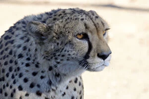 Images Dated 17th April 2013: Cheetah -Acinonyx jubatus-, portrait, Karas Region, Namibia