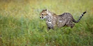 Images Dated 30th April 2008: Cheetah (Acinonyx jubatus), running, Serengeti National Park, Tanzania, Africa