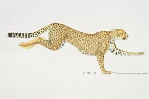 Cheetah (acinonyx jubatus) running, side view