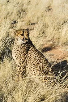 Cheetah -Acinonyx jubatus- sitting in the grass, Namibia