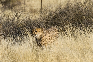 Images Dated 3rd September 2012: Cheetah -Acinonyx jubatus- stalking through the tall grass, Namibia