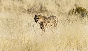 Images Dated 3rd September 2012: Cheetah -Acinonyx jubatus- stalking through the tall grass, Namibia
