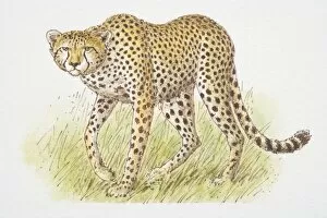 Cheetah (acinonyx jubatus) front view