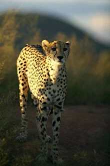 Images Dated 24th April 2009: Cheetah -Acinonyx jubatus-, Waterberg Plateau Park, Namibia, Africa