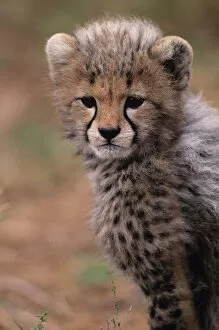 Images Dated 13th February 2006: Cheetah cub (Acinonyx jubatus) on savannah, Kenya