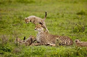 cheetah cub jumping
