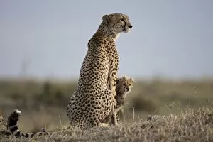 Images Dated 10th September 2009: Cheetah and Cub, Masai Mara Game Reserve, Kenya