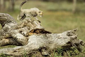Images Dated 28th February 2012: Cheetah Cub, Ndutu Plains, Tanzania