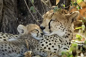 Images Dated 24th February 2012: Cheetah with Cub, Ndutu Plains, Tanzania