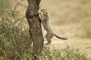 Images Dated 23rd February 2012: Cheetah Cub in Tree, Ndutu Plains, Tanzania