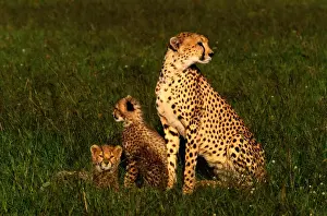 Cheetah with cubs (Acinonyx jubatus), Masai Mara NR, Kenya