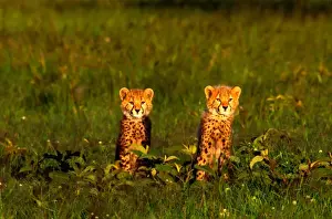 Art Wolfe Photography Prints: Cheetah cubs (Acinonyx jubatus) sitting in grass, Kenya
