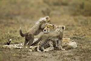 Images Dated 23rd February 2012: Cheetah Cubs and Mother, Ngorongoro, Tanzania