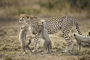 Cheetah and Cubs, Ngorongoro, Tanzania