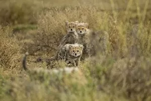 Images Dated 23rd February 2012: Cheetah Cubs at Play, Ndutu Plains, Tanzania