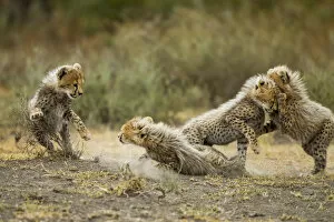 Cheetah Cubs Playing, Ngorongoro, Tanzania