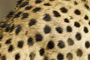 Images Dated 24th February 2012: Cheetah Fur, Ndutu Plains, Tanzania