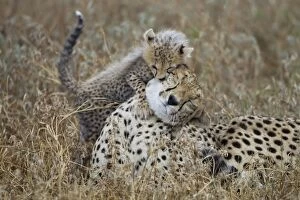 Images Dated 23rd February 2012: Cheetah Mother with Cub, Ndutu Plains, Tanzania