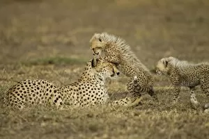 Images Dated 23rd February 2012: Cheetah Mother and Cubs, Ndutu Plains, Tanzania
