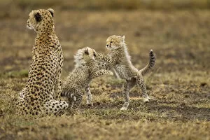Cheetah Mother and Cubs, Ndutu Plains, Tanzania