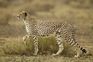Images Dated 23rd February 2012: Cheetah, Ngorongoro Conservation Area, Tanzania