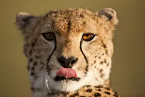 Cheetah Prints: Cheetah Portrait, Masai Mara Game Reserve, Kenya
