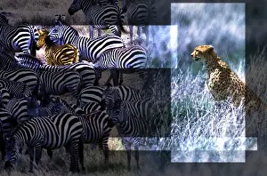 Cheetah and Zebras