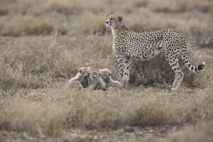 Images Dated 24th February 2012: Cheetahs -Acinonyx jubatus-, female cheetah with cubs, Serengeti, Tanzania
