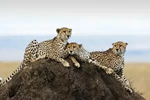 Three Cheetahs -Acinonyx jubatus- on a lookout hill, Maasai Mara, Kenya