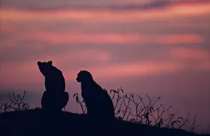 Two cheetahs (Acinonyx jubatus) on rock at sunset, Kenya