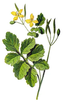 Chelidonium majus, (commonly known as greater celandine, nipplewort, swallowwort, or tetterwort