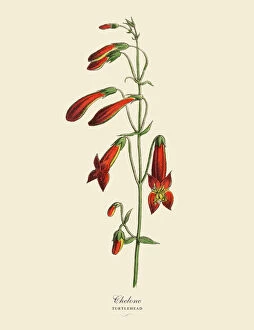 Single Flower Gallery: Chelone or Turtlehead Plant, Victorian Botanical Illustration