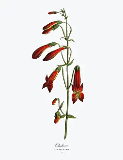Chelone or Turtlehead Plant, Victorian Botanical Illustration