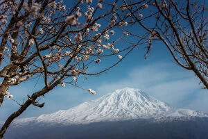 Images Dated 7th April 2013: Cherry blossom with background of Mt. Ararat
