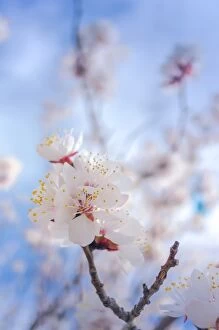 Images Dated 7th April 2013: Cherry blossom with blue sky