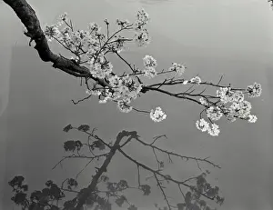 Spring Prints: Cherry blossom branch against a cloudy sky