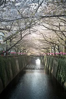 Cherry blossom canal
